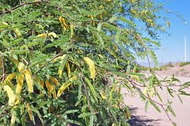 Image result for Prosopis glandulosa
