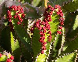 Image result for Euphorbia griseola