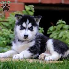 The breed's willingness to work and love of exercise is matched with a friendly and gentle. Husky Puppies For Sale Under 500 Off 59 Www Usushimd Com