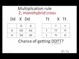 Dihybrid Cross Shortcut Dihybrid Cross Biology Class High School Biology