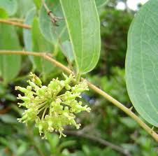 Image result for Smilax anceps
