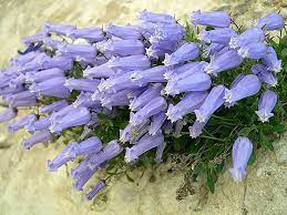 Campanula Zoysii Alpine Flowers Rock Garden Plants Rock Plants