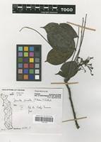 Image result for Rourea thomsonii