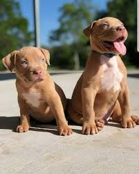 Baby Pitbull Black And Brown Pin By Rose Caldarella On Dogs Cute Baby Animals Cute Dogs And Puppies Cute Funny Animals
