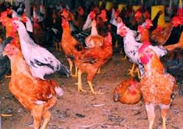 Berikut ini cara beternak ayam kampung yang efektif agar bisa sukses dalam bidang peternakan. Bisnis Ternak Ayam Kampung Super Cepat Panen Dengan Gambar Ternak Ayam Ayam Peternakan