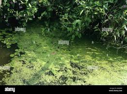 Image result for Spirodela polyrrhiza