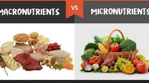 There are three, and you've probably heard of them before: 15 Differences Between Macro Nutrients And Micro Nutrients Public Health Notes