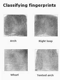 Fingerprints Random Or Influenced By Genetics With Images Science Fair Science Projects