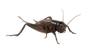 House crickets will attack paper, damage silk, woolens, fruits, and vegetables all kinds of foods, and even rubber. House Cricket Information How To Get Rid Of Crickets