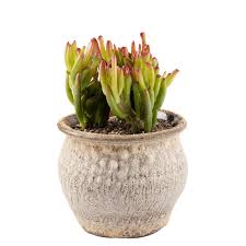 Image result for Crassula zombensis