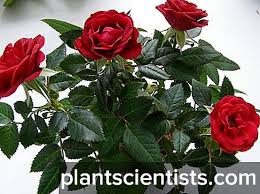 Cara menanam biji bunga mawar setelah proses stratifikasi menanam bunga mawar dari biji tidak semudah cara menanam. Mawar Berkembang Dari Keratan Dalam Kentang