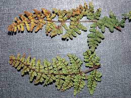 Image result for Sinopteridaceae