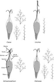 Image result for Schoenoxiphium
