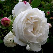 Red the double knock out rose bush with red flowers. Mme Legras De St Germaine A Very Fragrant Alba Rose Old Rose Perfume Scent Fragrant Roses Climbing Roses Beautiful Flowers