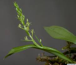 Image result for Liparis caespitosa