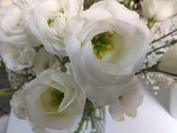 Piante da mettere vicino alle rose. Lisianthus Eustoma