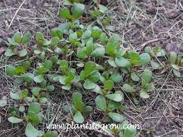 Image result for Portulaca kermesina