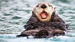 Cutest Otter Videos Ever Cute Wild Animals Otters Cute Otters