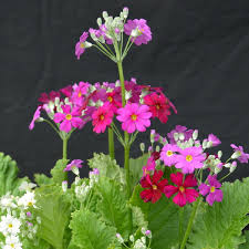 Index of /photogallery/Flowers/Primula