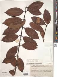 Image result for Secamone brevipes