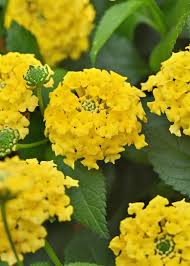 Image result for Lantana camara