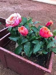 Cara tanam ros jepun dalam pasu gantung beautiful gardens rose. 6 Tip Dan Petua Mudah Hasilkan Bunga Ros Lebat Impiana