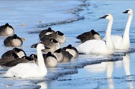 My father will guide me up a. Tundra Or Trumpeter Your Guide To Swan Id Plus A Special Guest Feature Madison Audubon