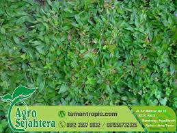 Rumput gajah mini penghias halaman rumah. Rumput Gajah Mini Palembang
