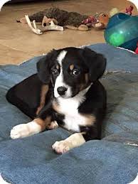 Black And White Border Collie Beagle Mix Phoenix Az Border Collie Beagle Mix Meet Katniss A Puppy For Adoption Http Www Adoptapet Com Pet 16802157 Phoen Beagle Puppy Beagle Dog Pure Breed Dogs