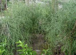 How to care for an asparagus bed in the spring? Transplanting And Serving Coffee To The Asparagus Plants Gardening Q A With George Weigel Pennlive Com