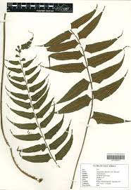 Image result for Asplenium goetzei