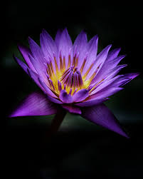 10 gambar bunga warna purple ungu violet gambar top 10 via pinterest.ca. Gambar Bunga Teratai Lotus Flower Lotus Flowers