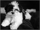 10 Black & White Dog Breeds (With Pictures) | Doggie Designer