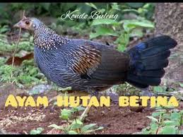 Suara Pikat Kekek Ayam Hutan Betina Youtube