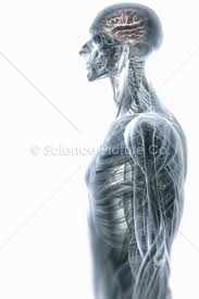 The slipping rib syndrome is an infrequent cause of thoracic and upper abdominal intermittent pain and is. Anatomy Of The Upper Body And Brain Spc Id 3358 Science 3d Illustration