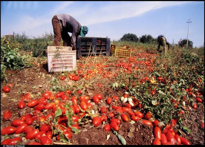 Pomodoro in Capitanata, qualità eccellente ma raccolto sotto le attese: rese in calo e redditi a rischio