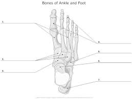 The knee joint is the largest joint in the body and is primarily a hinge joint, although some sliding and rotation occur. Ankle Skeleton Illustrations Google Search Anatomy Bones Skeletal System Anatomy Anatomy