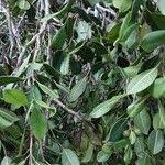 Image result for Trilepisium madagascariense