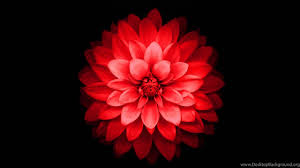 Follow the vibe and change your wallpaper every day! Iphone 6 Plus Red Lotus Flower Retina Wallpaper Jpg Desktop Background