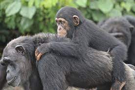 Yuk, main dan gabung sekarang juga bersama dunia303 menggunakan modal terjangkau deposit 25rb. Tafsir Mimpi Tesen Binatangnya Digendong Dalam Togel 2d 3d Dan 4d Buku Tafsir Mimpi 2d 3d Dan 4d 2021 Lengkap