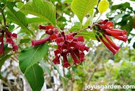 Image result for Iochroma