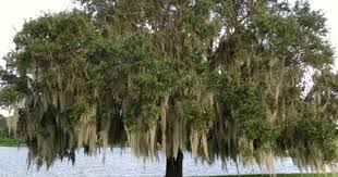 Birch Trees In Florida Live Oak Tree Pictures We Feature Great Non Flowering Trees That Are Grown For Shade Shade Trees Live Oak Trees Florida Plants