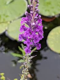 Image result for Linaria