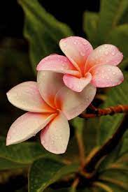 Plumeria Flowers Beautiful Flowers Most Beautiful Flowers