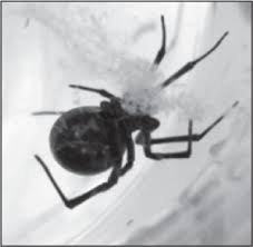 The black widow spider produces a protein venom that affects the victim's nervous system. The Treatment Of Black Widow Spider Envenomation With Antivenin Latrodectus Mactans A Case Series Abstract Europe Pmc