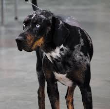 Black And Tan Catahoula Leopard Dog Louisiana Catahoula Leopard Dog Catahoula Leopard Dog Puppy Catahoula Leopard Dog Leopard Dog