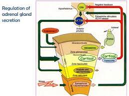 Regulation Of Adrenal Gland Secretion Acth Cortisol Cortisol Adrenal Glands Adrenals Clinical Chemistry