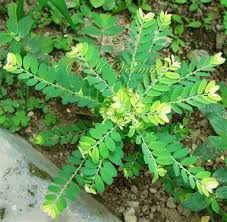 Image result for Phyllanthus fraternus