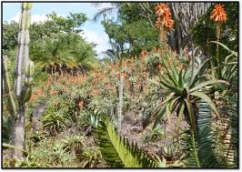 Image result for Aloe christianii