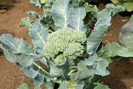 Depending on whether you like the flavor to be more sweet or verdant — and if you. How To Plant And Grow Broccoli